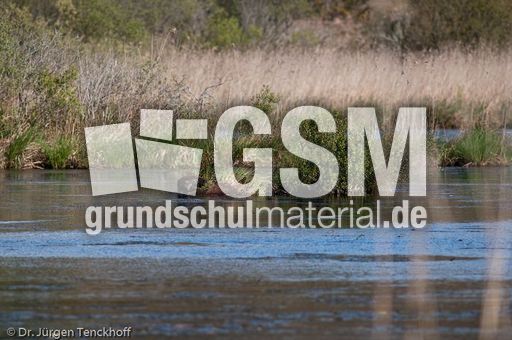 Nutria (8 von 25).jpg